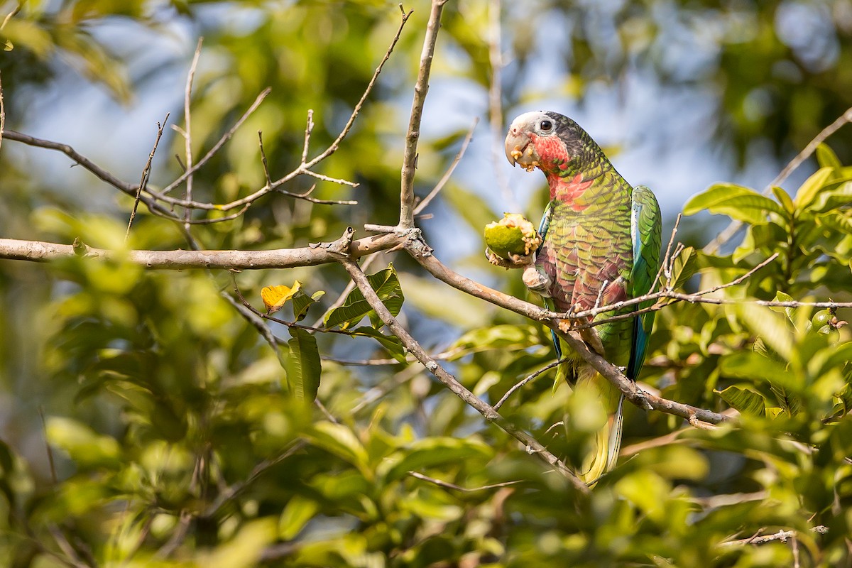 Cuban Parrot - ML621698486