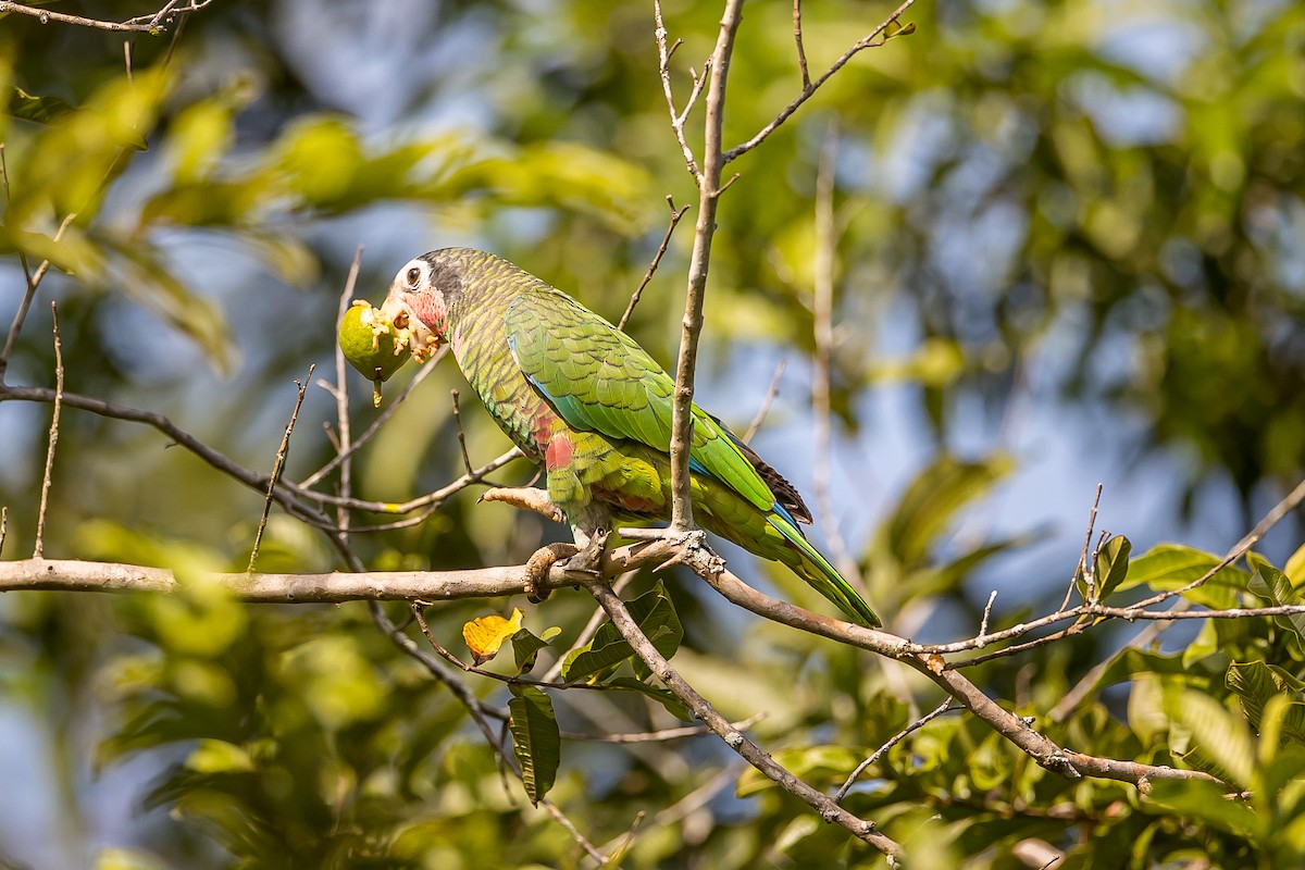 Cuban Parrot - ML621698487