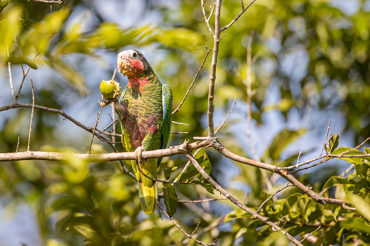 Cuban Parrot - ML621698493