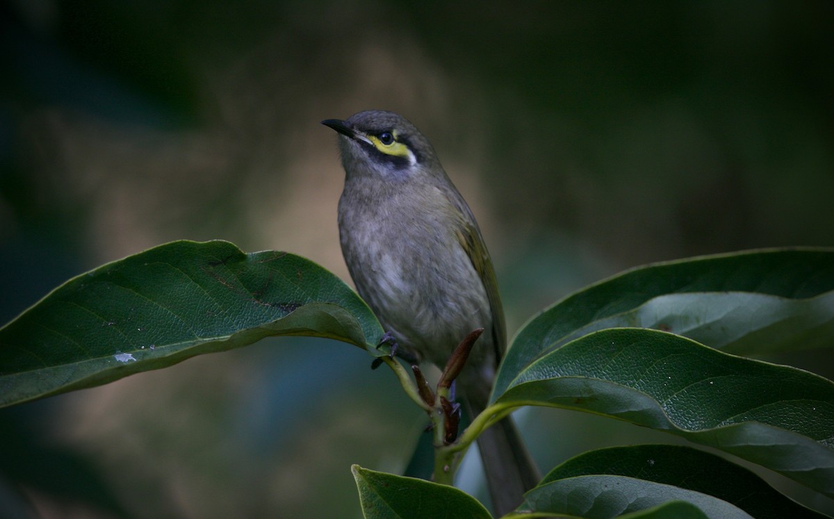 Yellow-faced Honeyeater - ML621698544