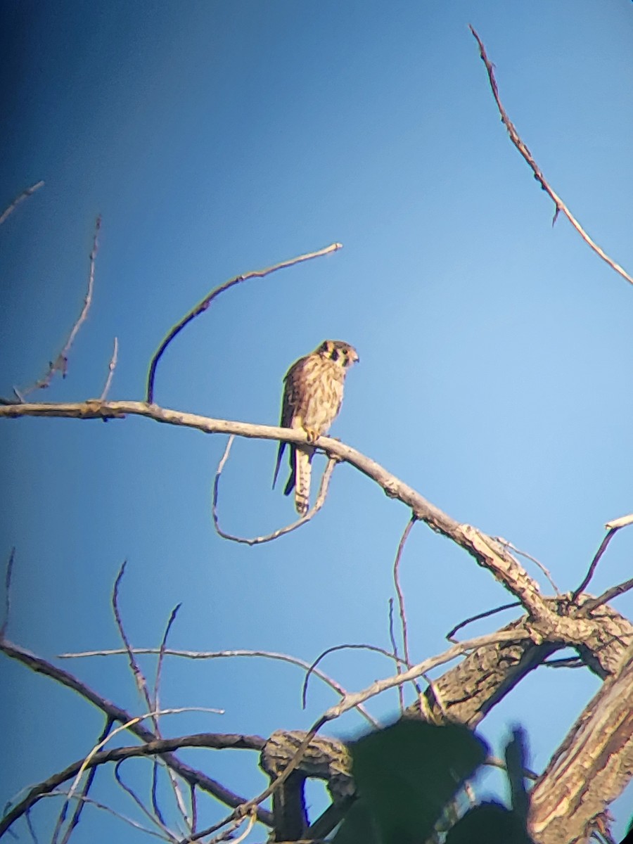 American Kestrel - ML621698545