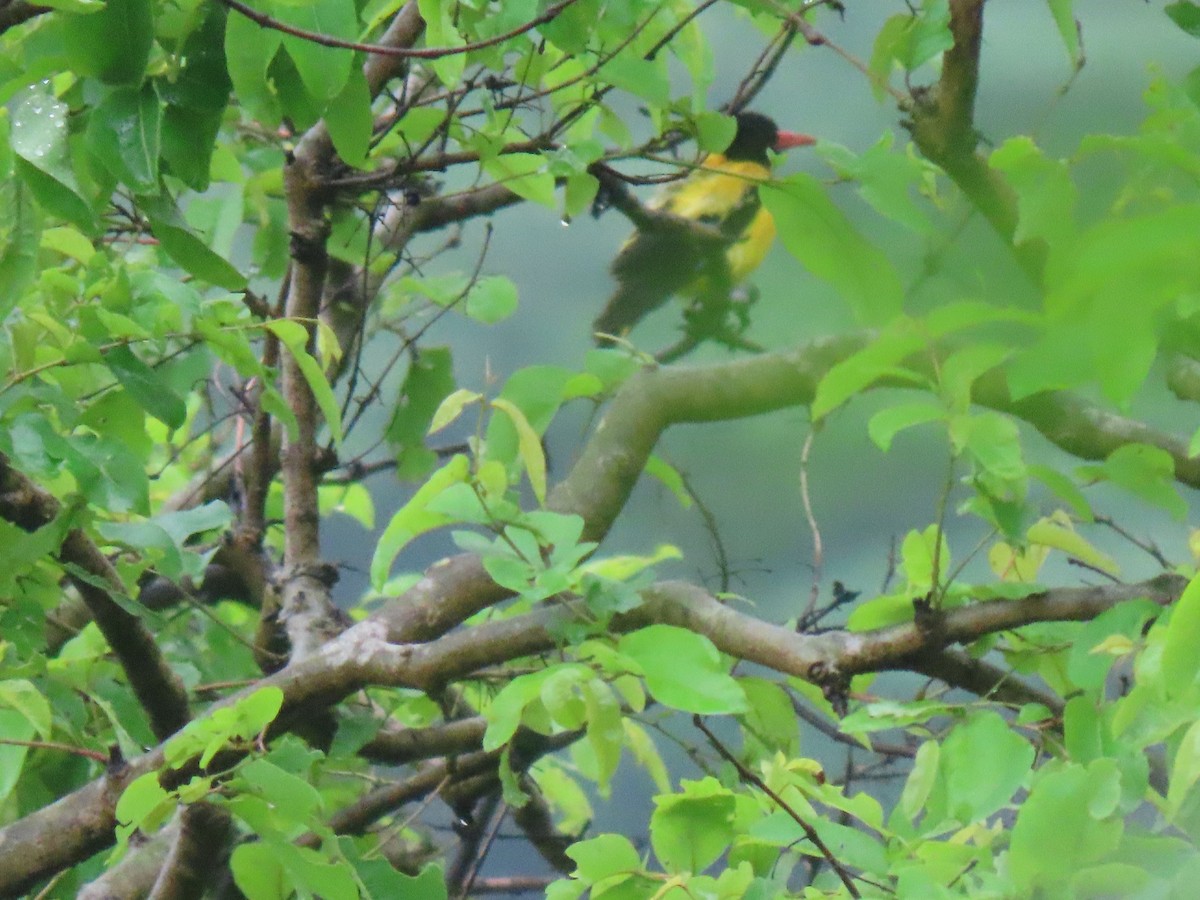 Black-hooded Oriole - ML621698589