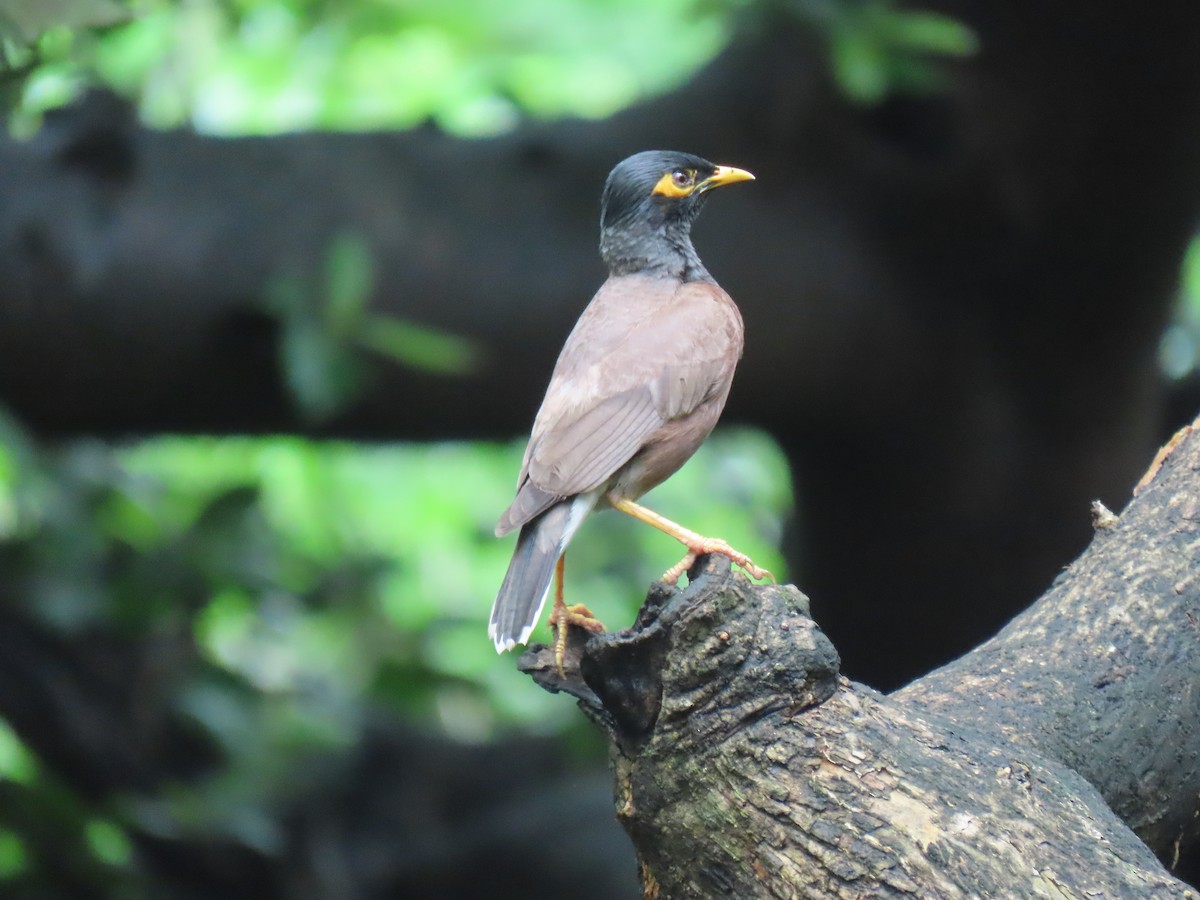 Common Myna - ML621698595