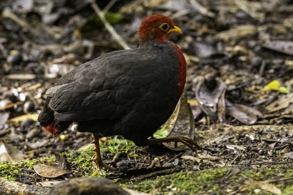 Crimson-headed Partridge - David Bishop