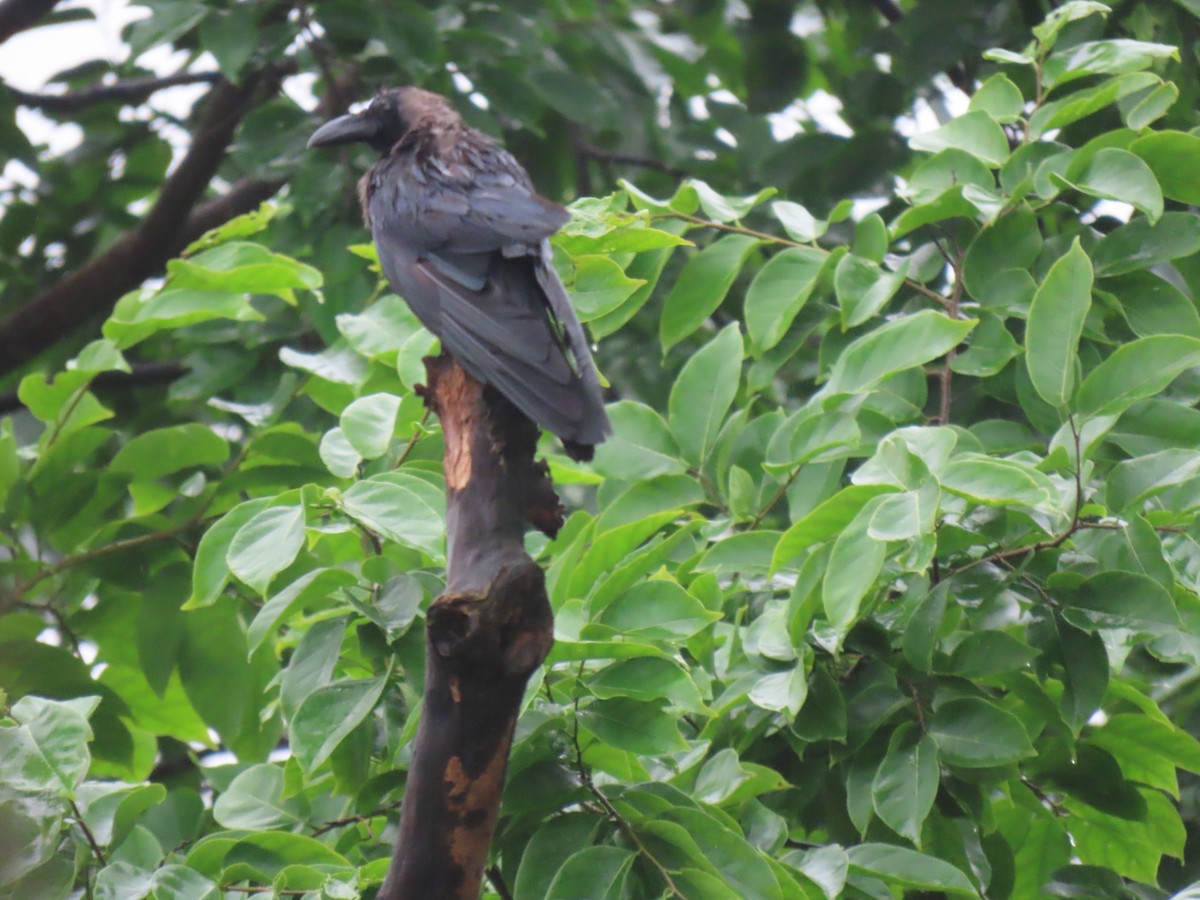 House Crow - ML621698606