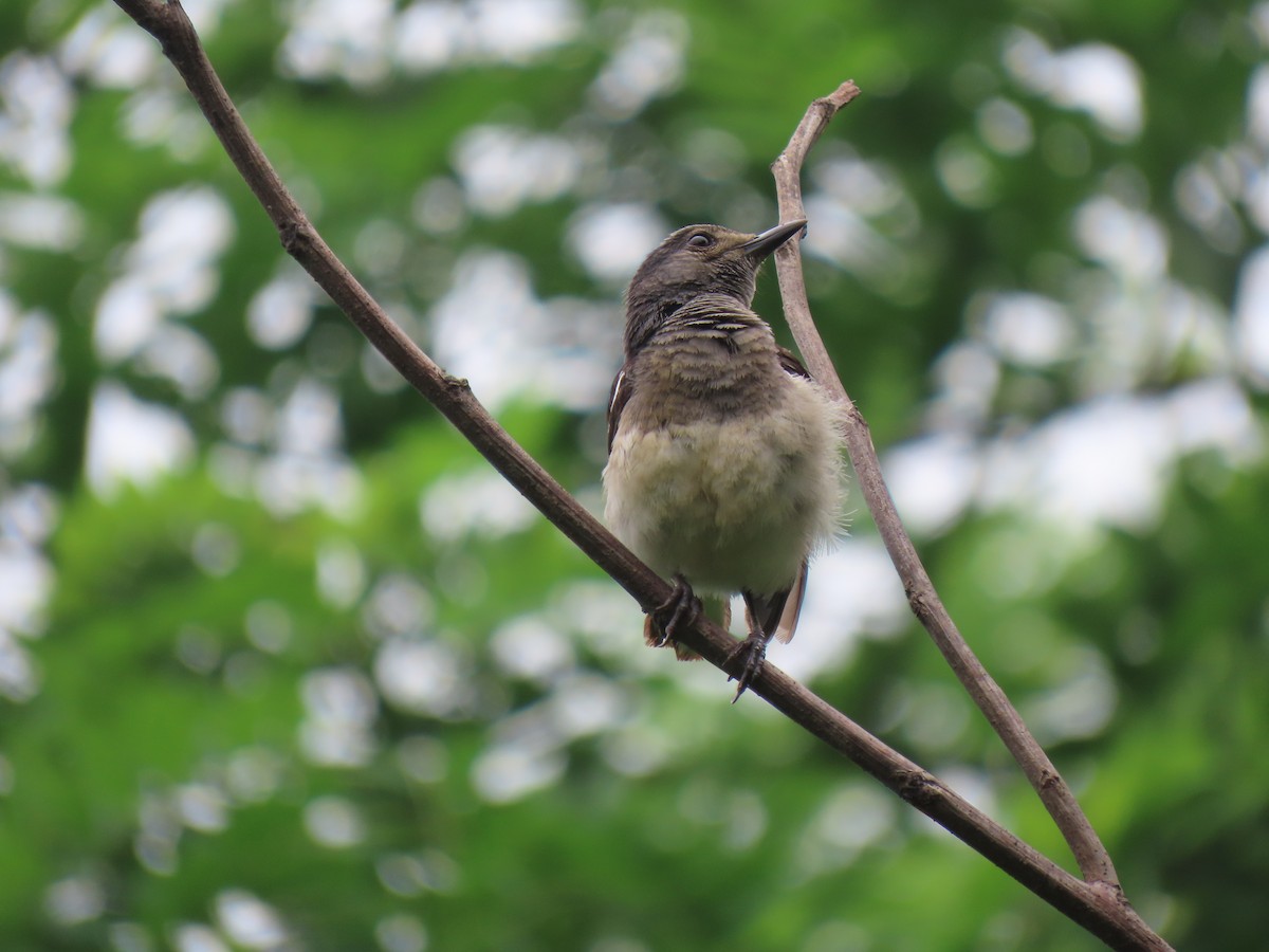 Oriental Magpie-Robin - ML621698672