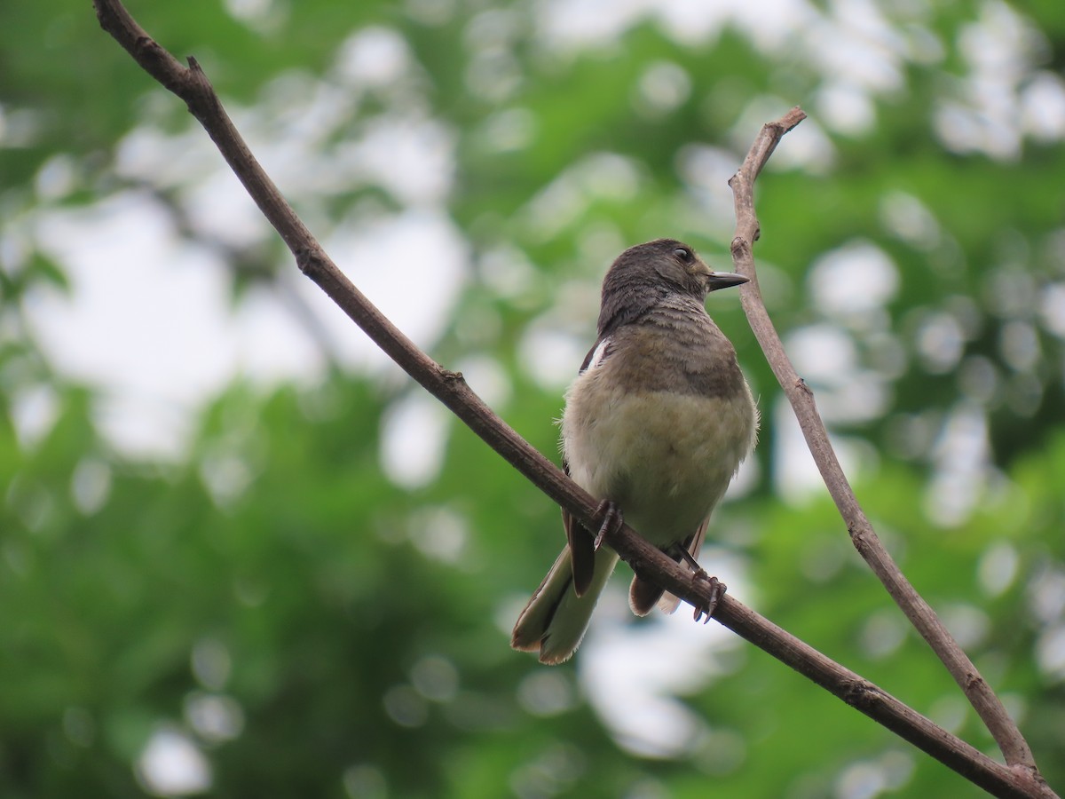 Oriental Magpie-Robin - ML621698673