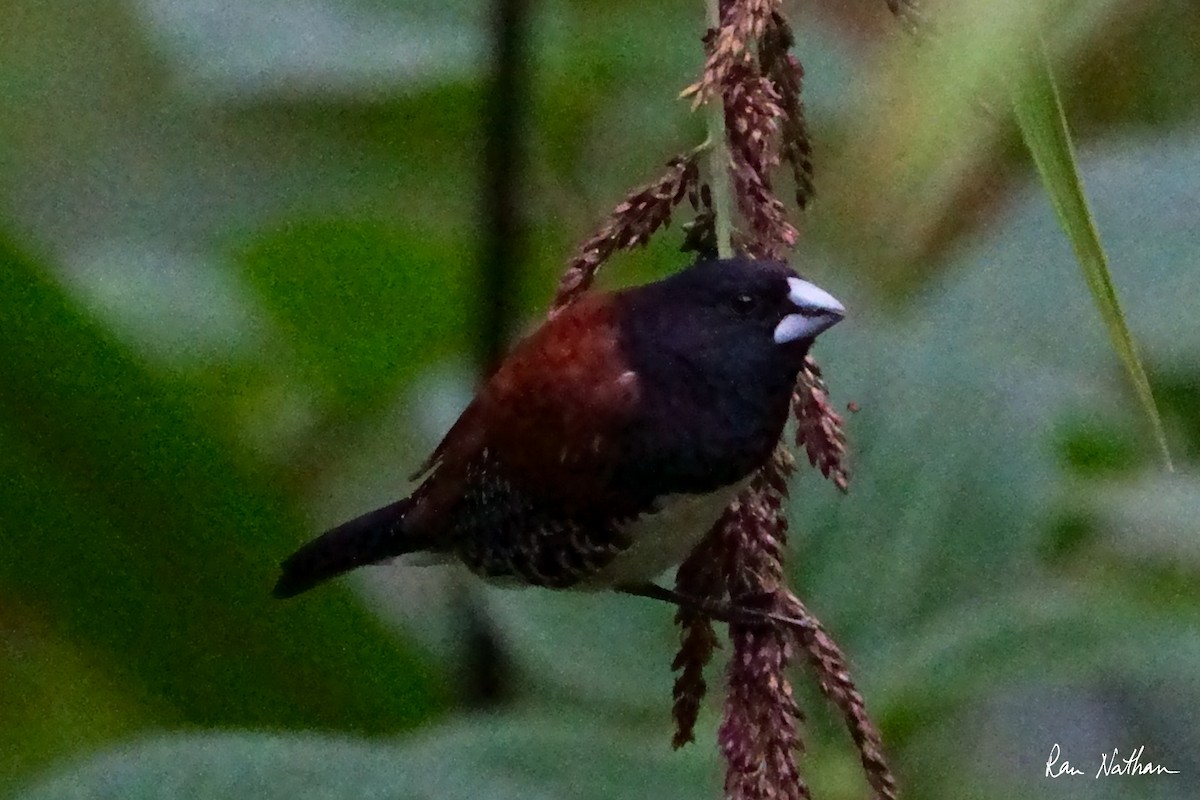 Black-and-white Mannikin (Red-backed) - ML621698677