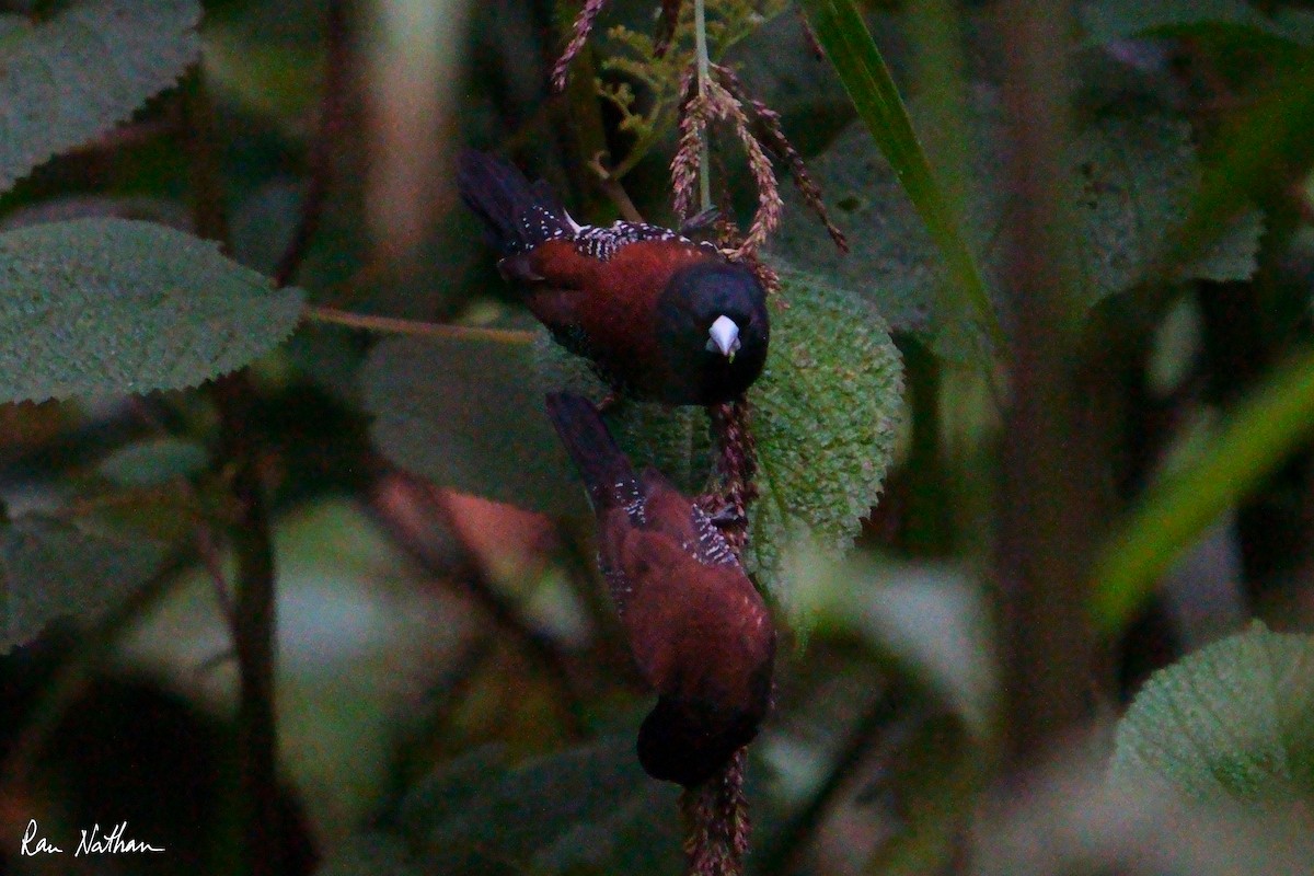 クロシチホウ（nigriceps／woltersi） - ML621698678