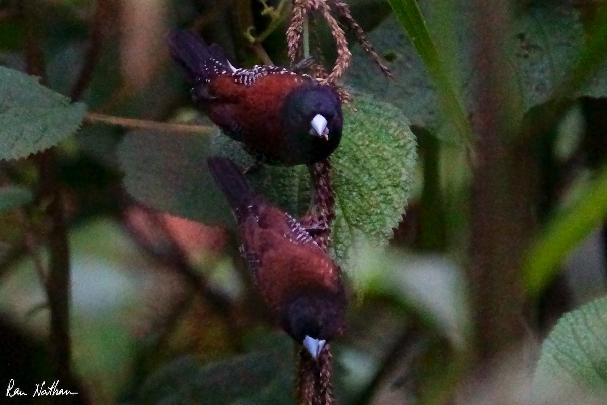 Black-and-white Mannikin (Red-backed) - ML621698681