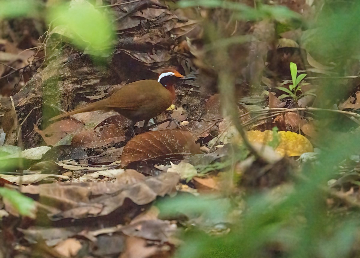 Malaysian Rail-babbler - ML621698687