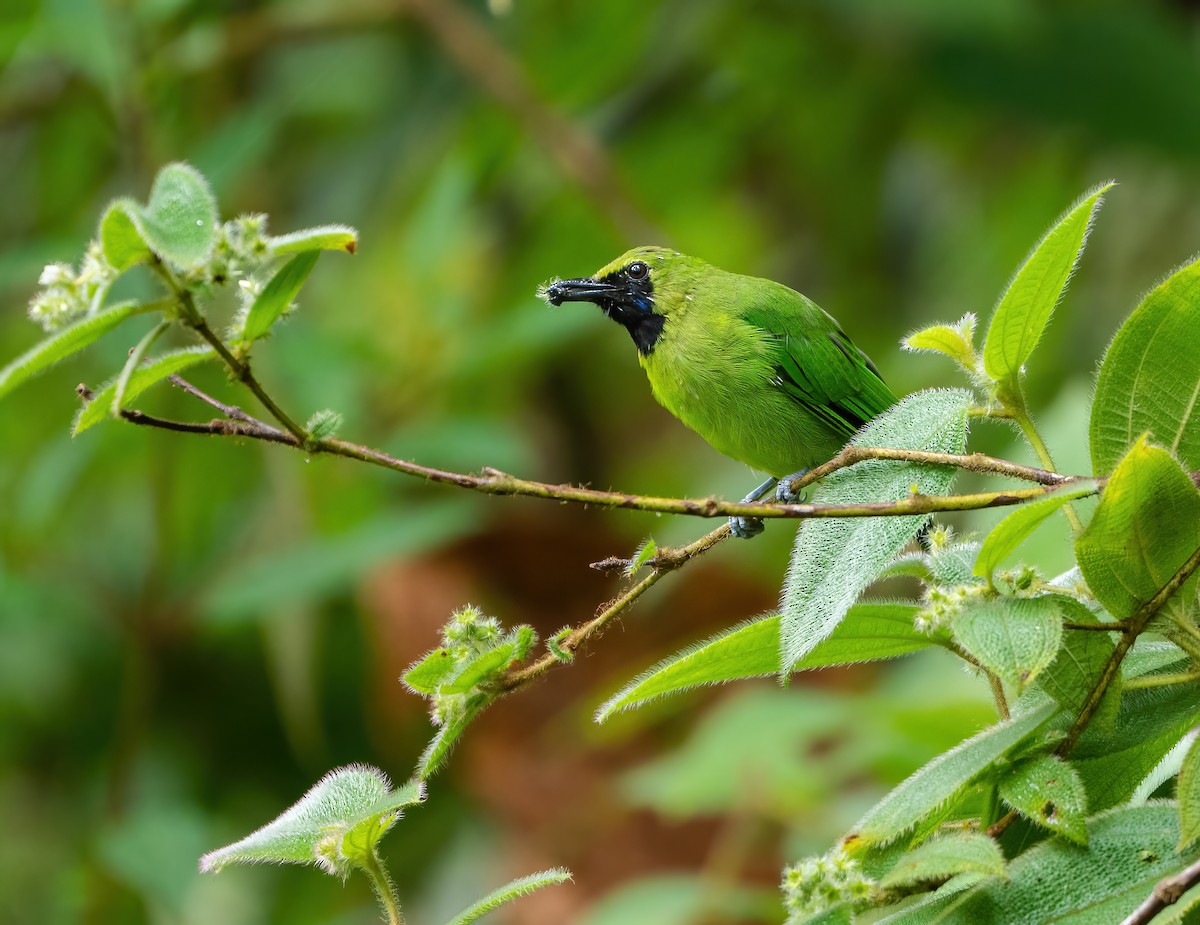 Lesser Green Leafbird - ML621698707