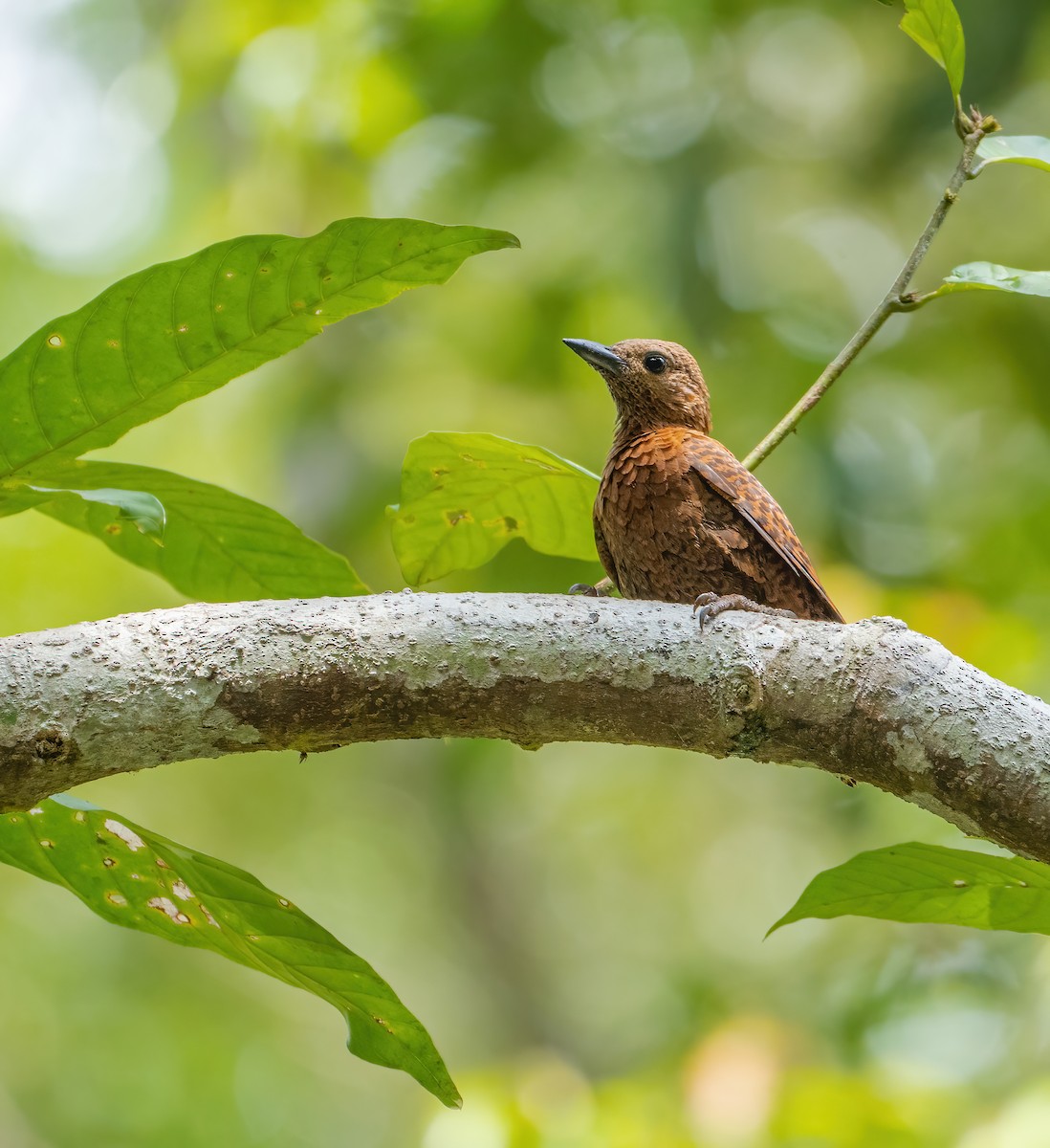 Rufous Woodpecker - ML621698709