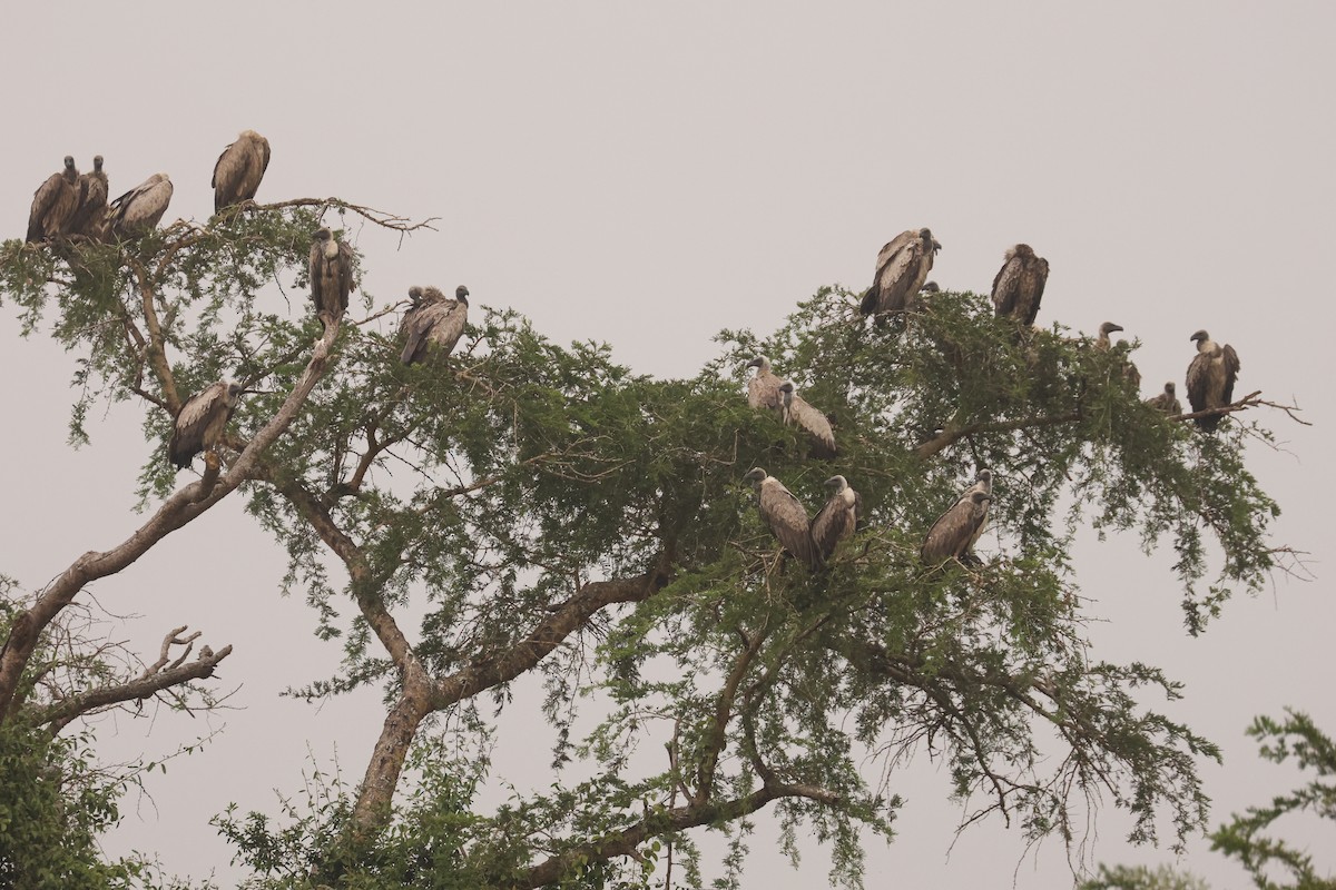 White-backed Vulture - ML621698718