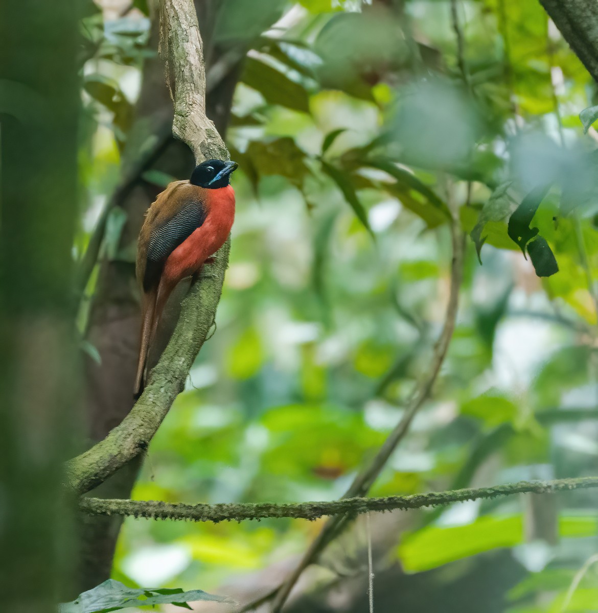 Cinnamon-rumped Trogon - ML621698728