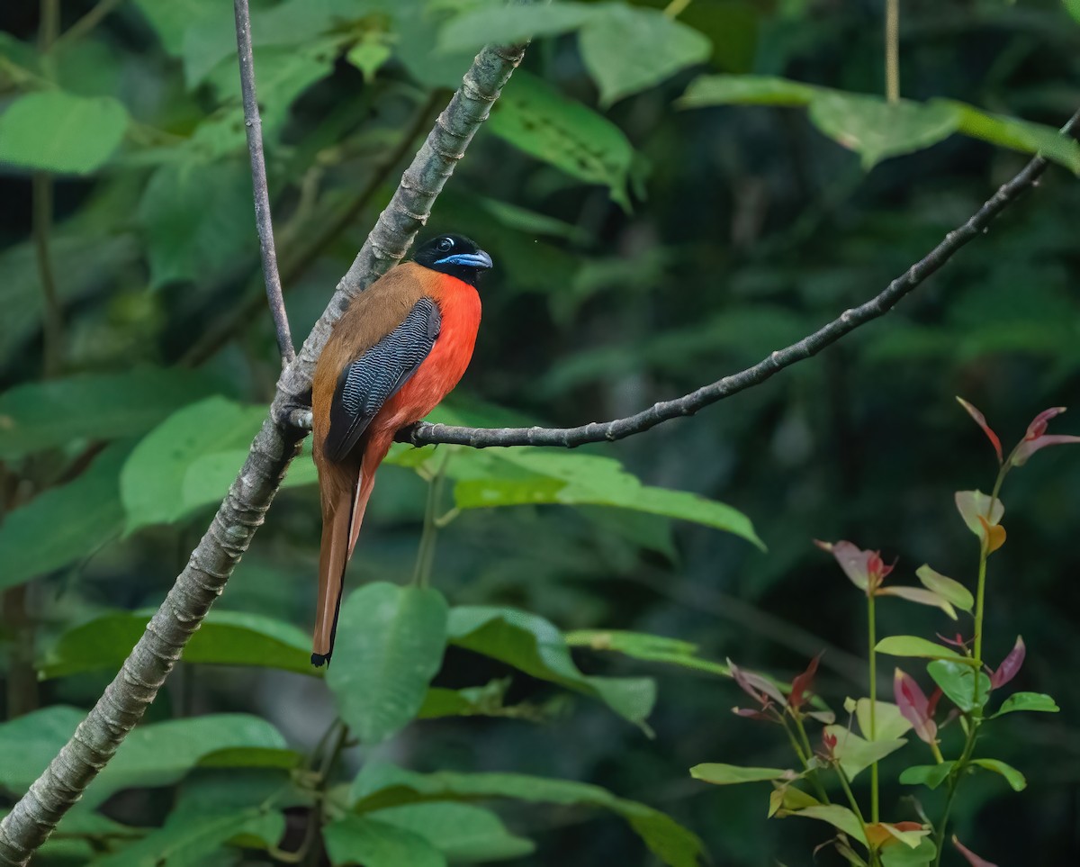 Cinnamon-rumped Trogon - ML621698747