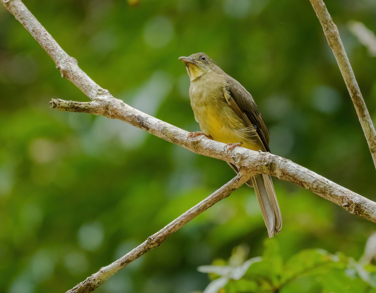 Finsch's Bulbul - ML621698755