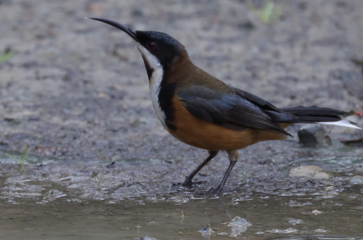 Eastern Spinebill - ML621698756