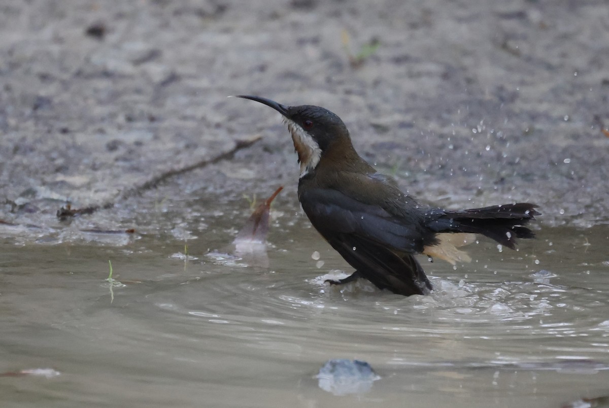 Eastern Spinebill - ML621698764