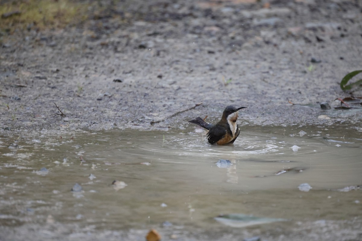 Eastern Spinebill - ML621698769