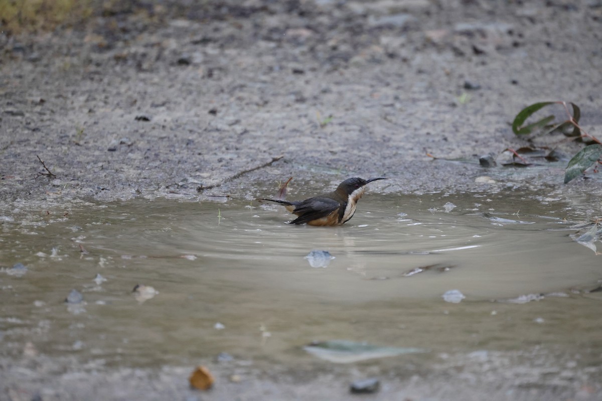 Eastern Spinebill - ML621698774