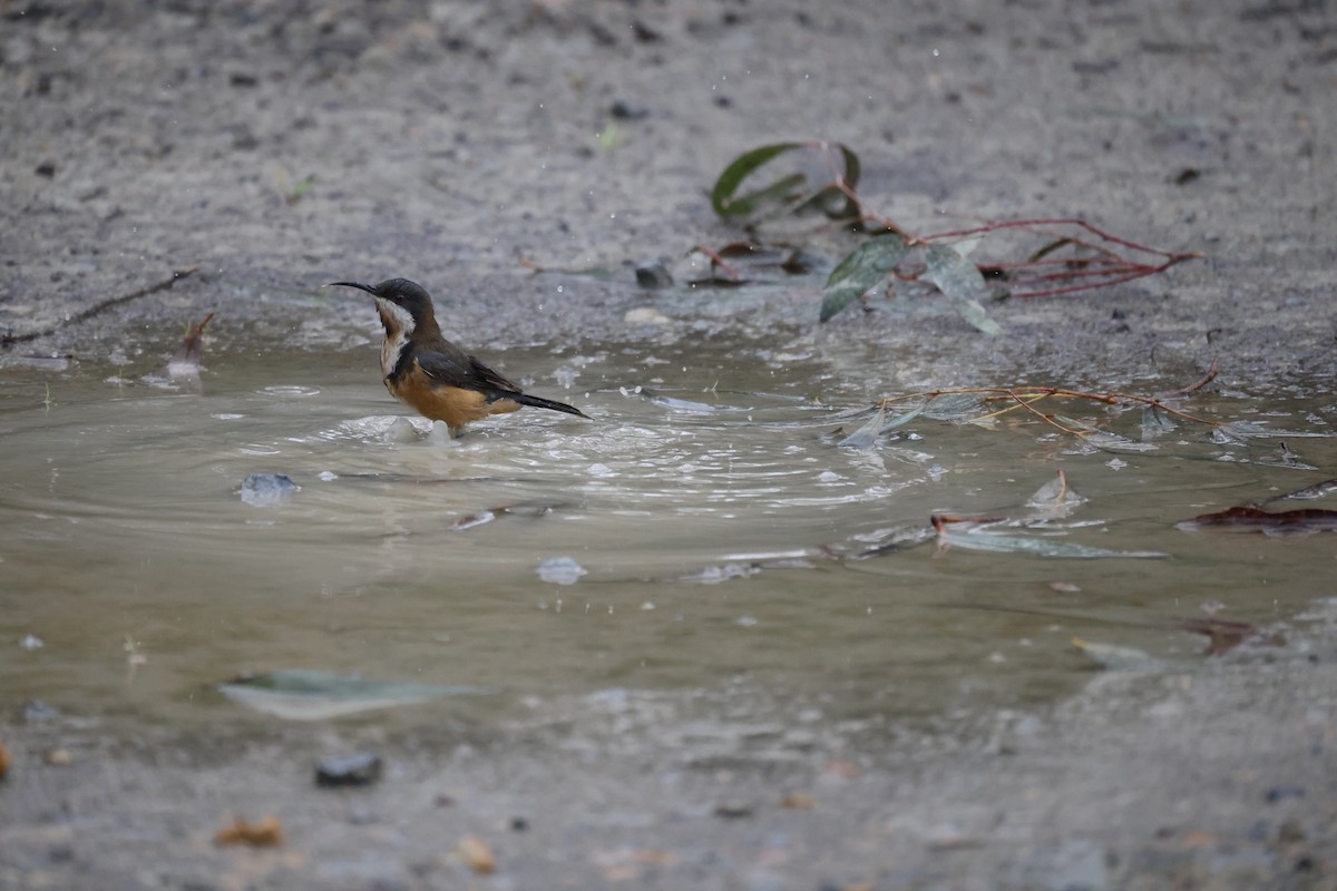 Eastern Spinebill - GEOFFREY SHINKFIELD