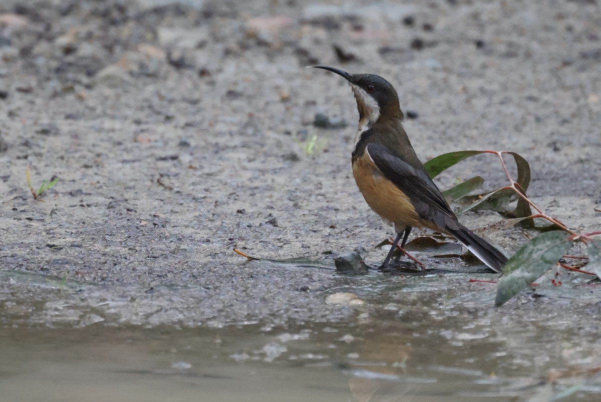 Eastern Spinebill - ML621698786