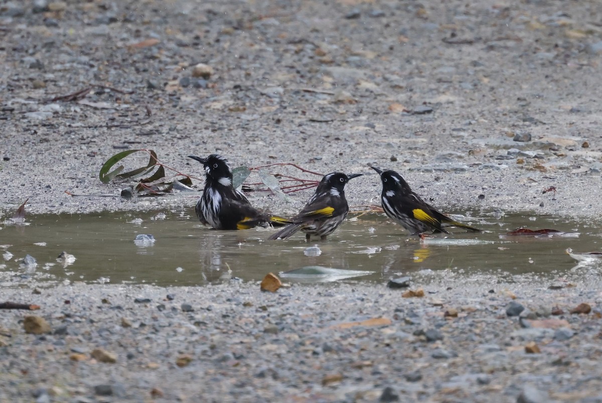 New Holland Honeyeater - ML621698789