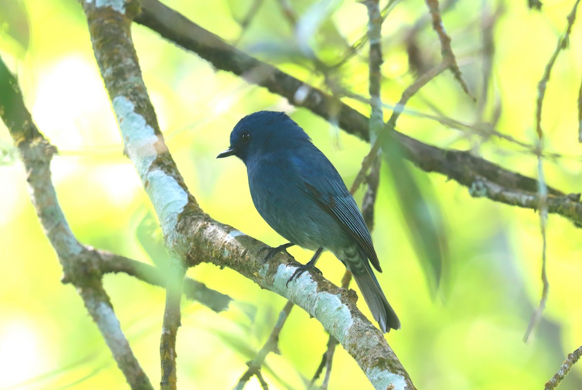 Nilgiri Flycatcher - ML621698790