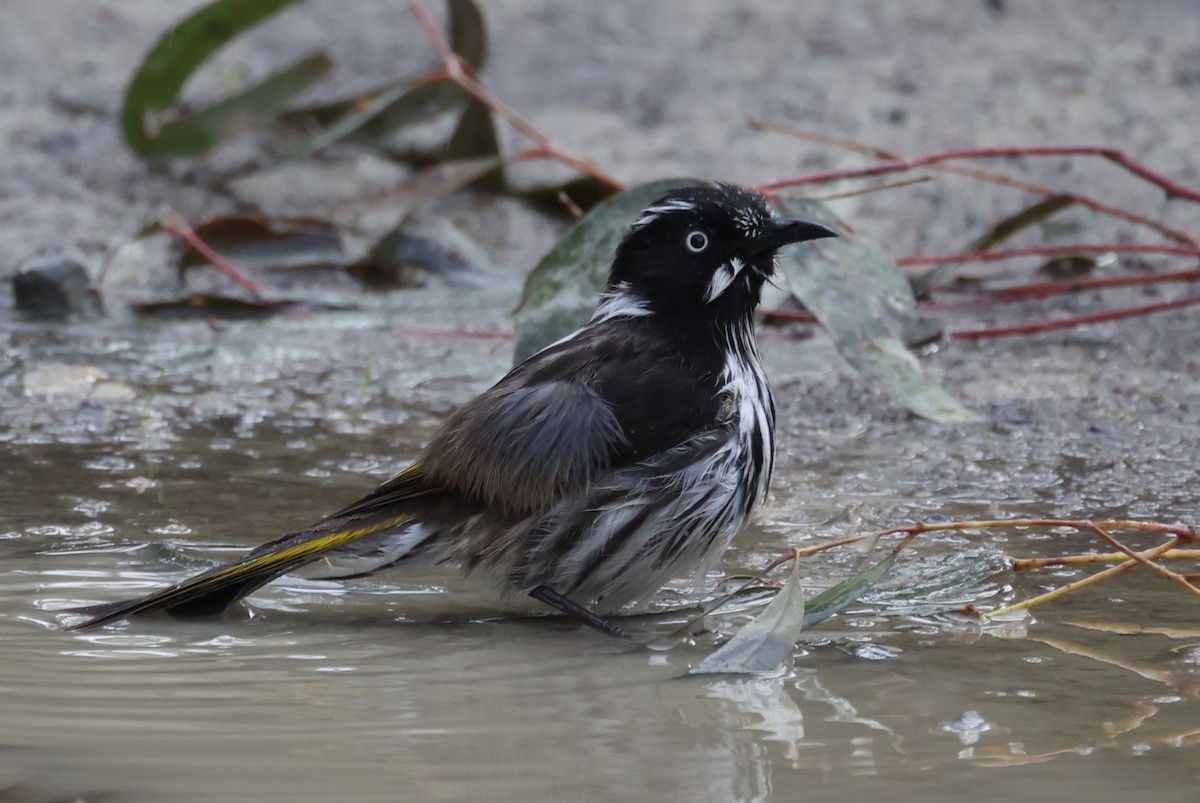 New Holland Honeyeater - ML621698792