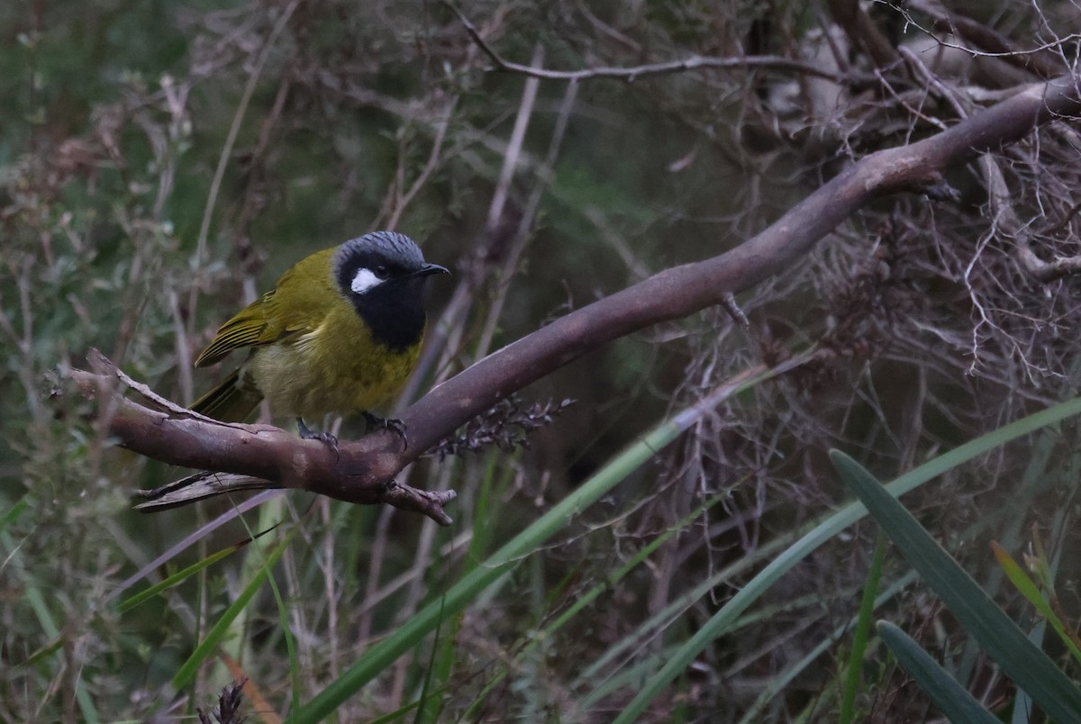 White-eared Honeyeater - GEOFFREY SHINKFIELD