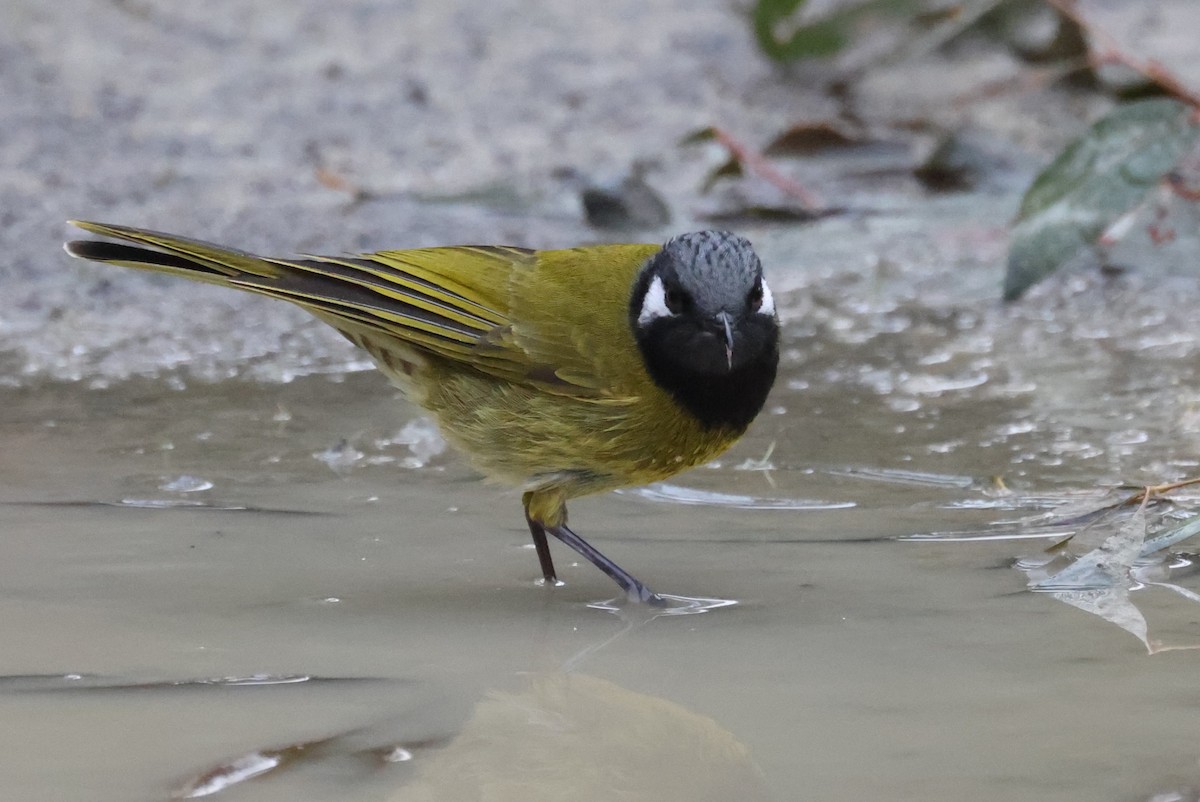 White-eared Honeyeater - ML621698796