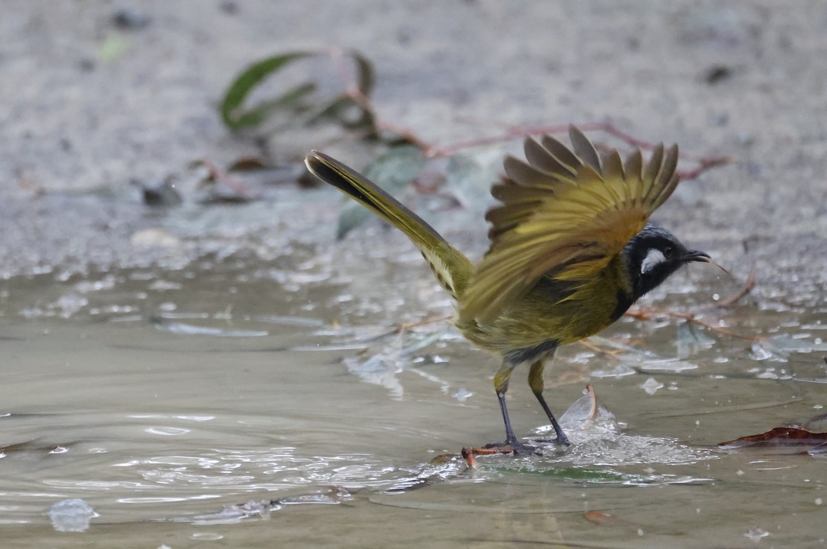 White-eared Honeyeater - ML621698798