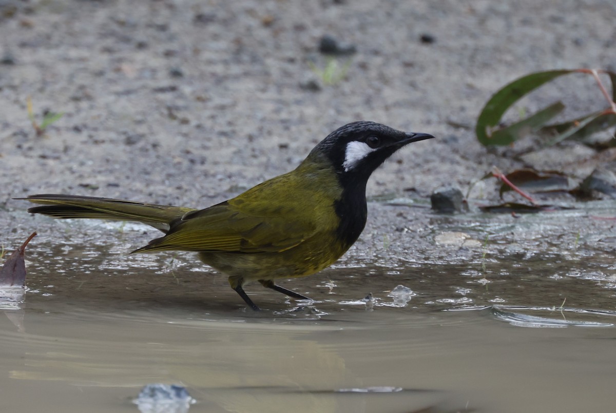 White-eared Honeyeater - ML621698800