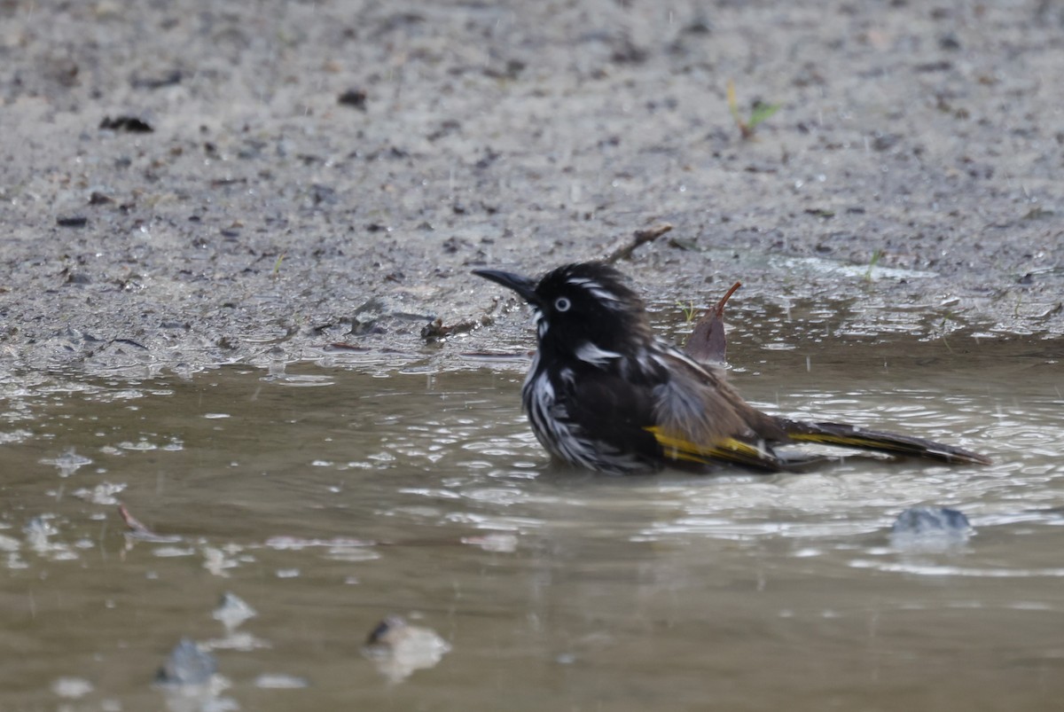 New Holland Honeyeater - ML621698803