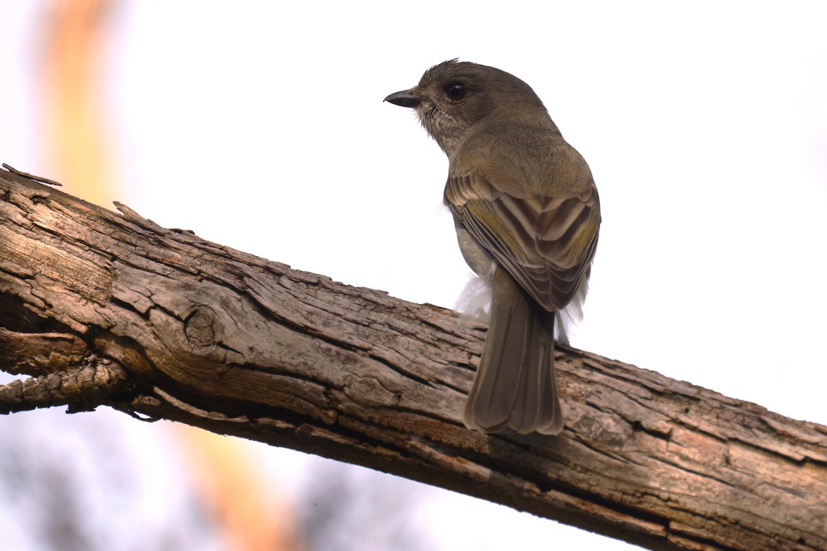 Golden Whistler - ML621698804