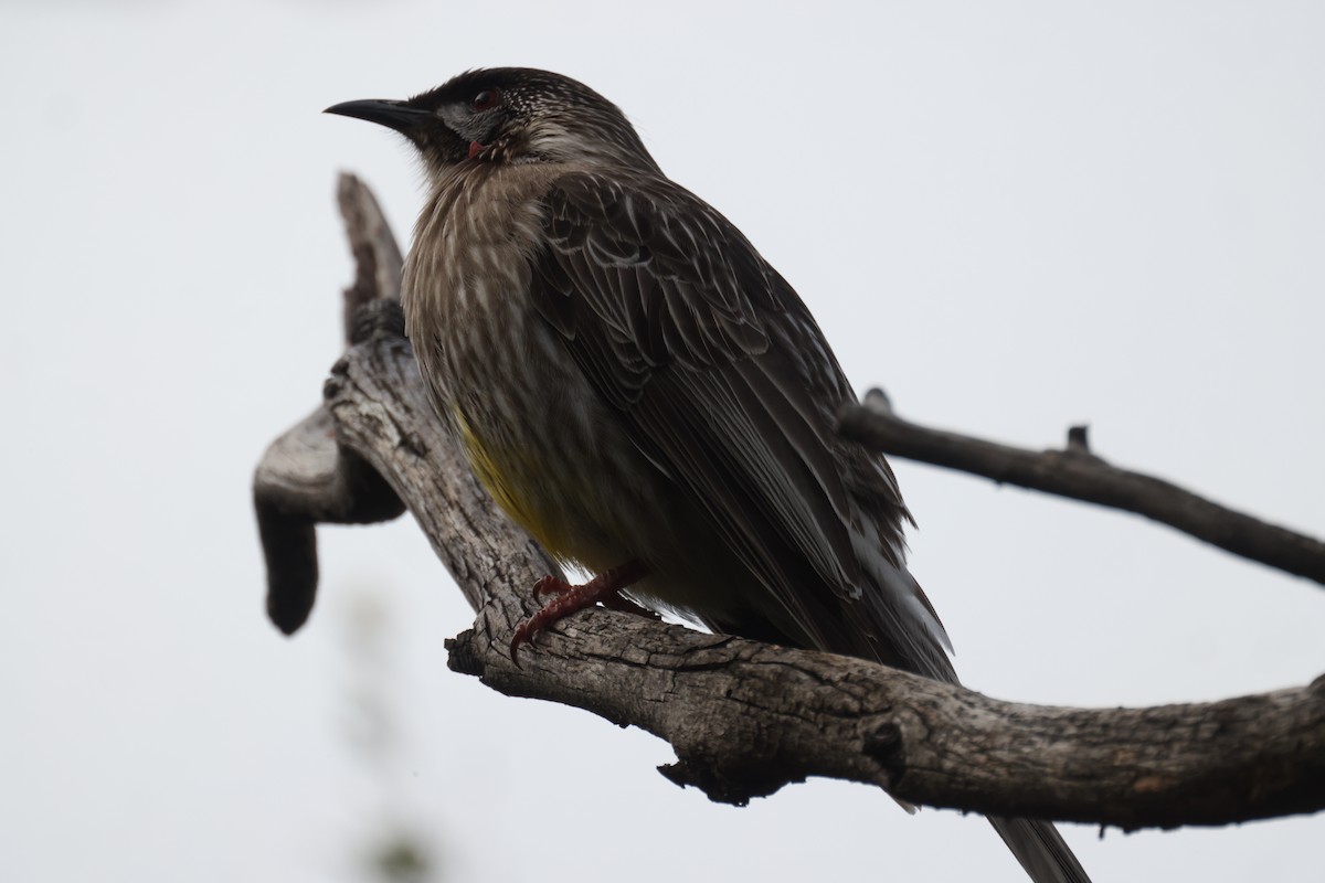 Red Wattlebird - ML621698806