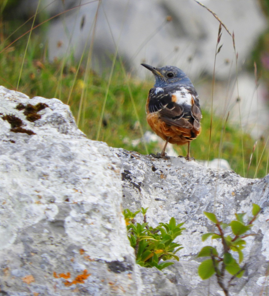 Rufous-tailed Rock-Thrush - Miguel Folgado