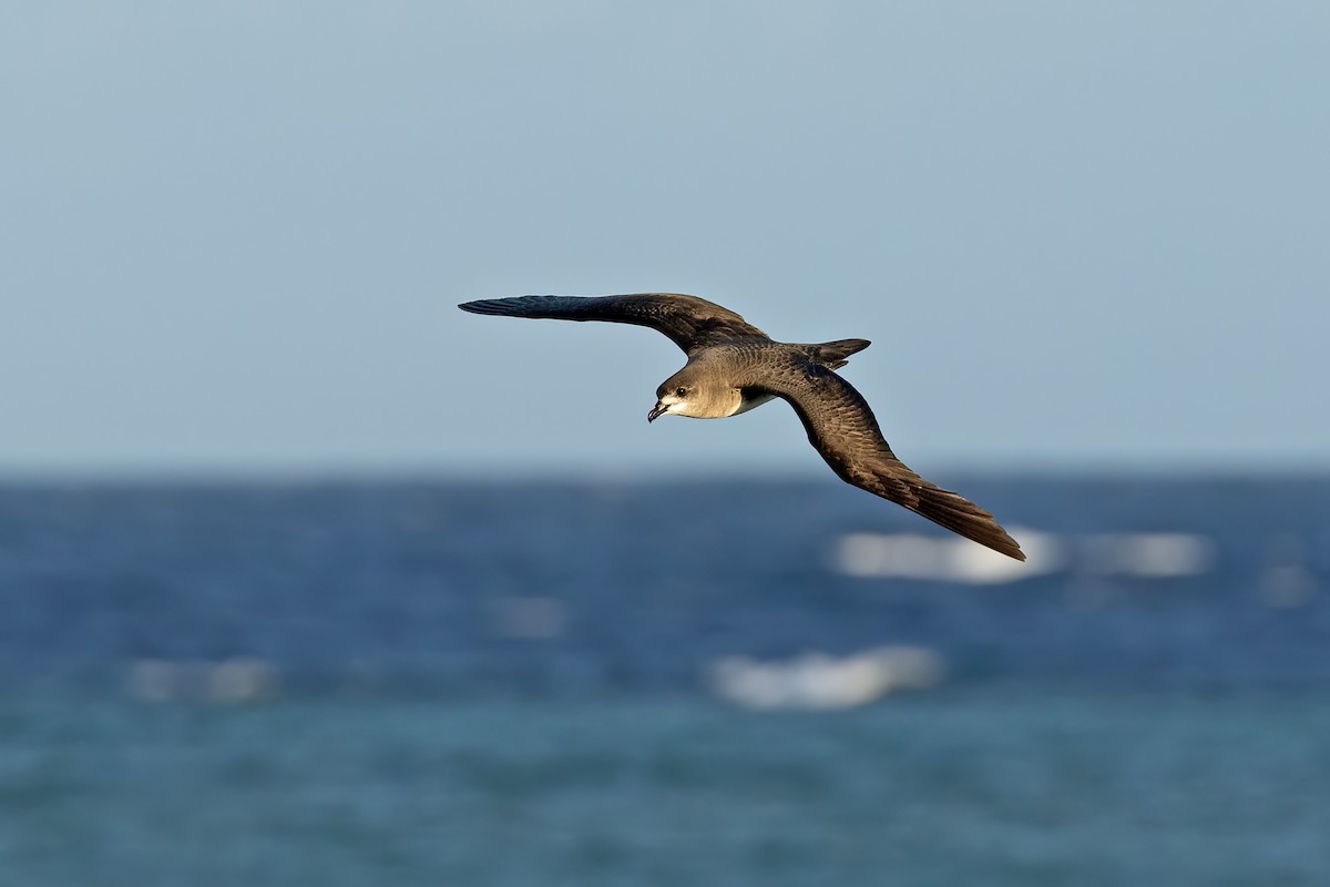 Herald Petrel - ML621698813