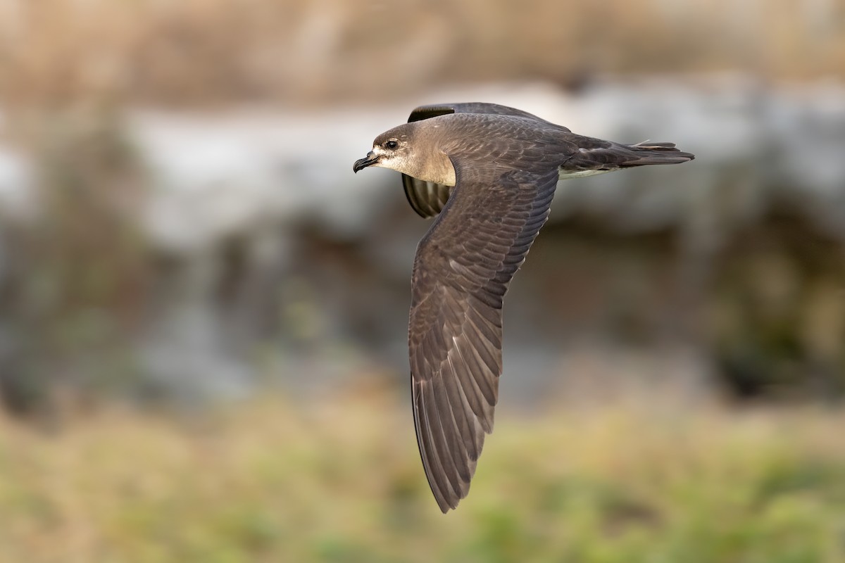 Herald Petrel - ML621698815