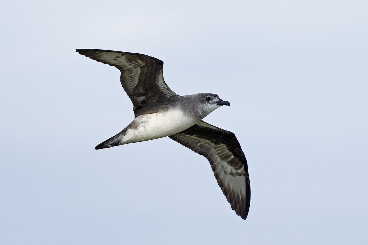 Petrel del Herald - ML621698818