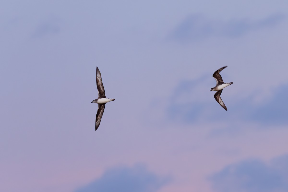 Herald Petrel - ML621698819