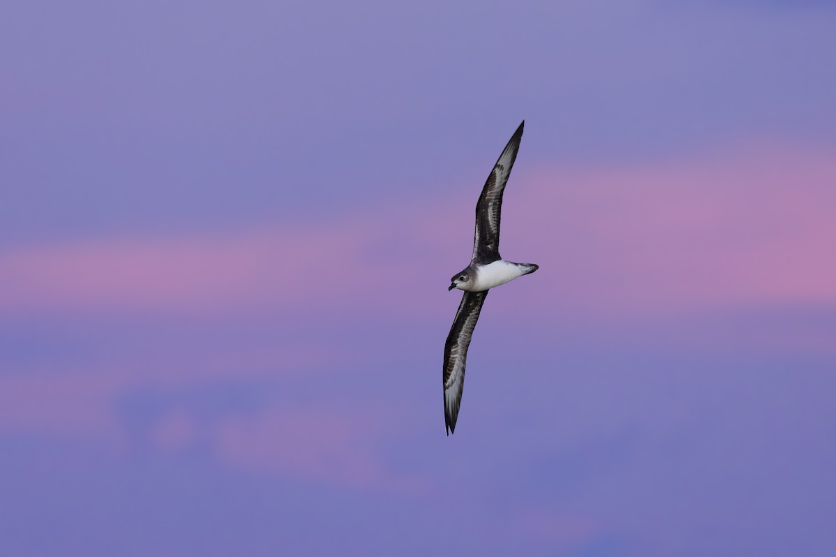 Herald Petrel - ML621698820