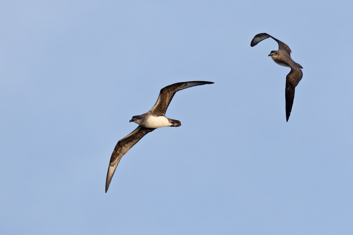 Herald Petrel - ML621698821