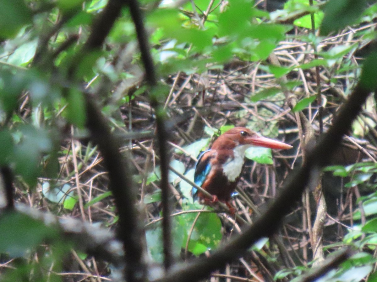 White-throated Kingfisher - Jose Martinez De Valdenebro