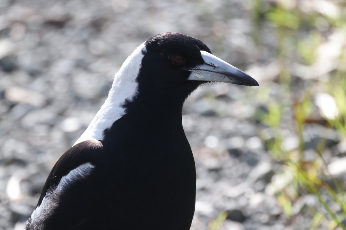 Australian Magpie - ML621698842