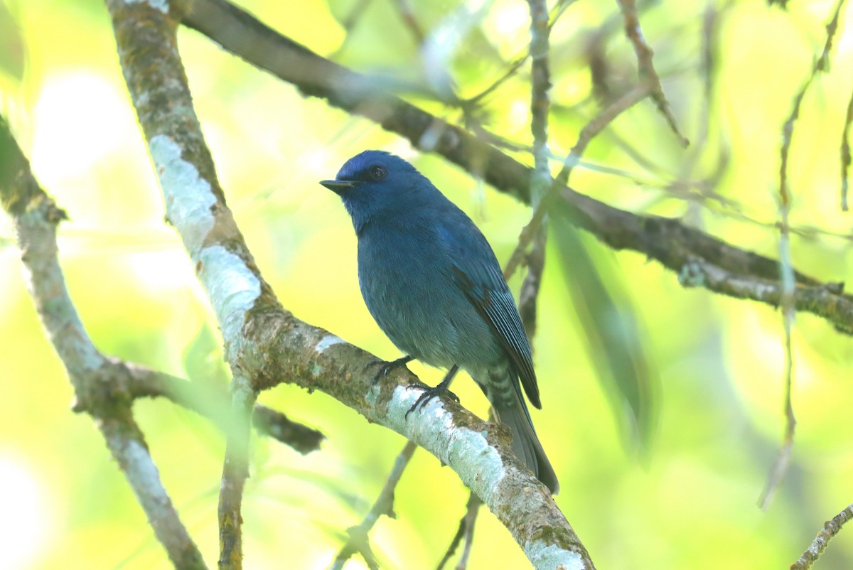 Nilgiri Flycatcher - ML621698861