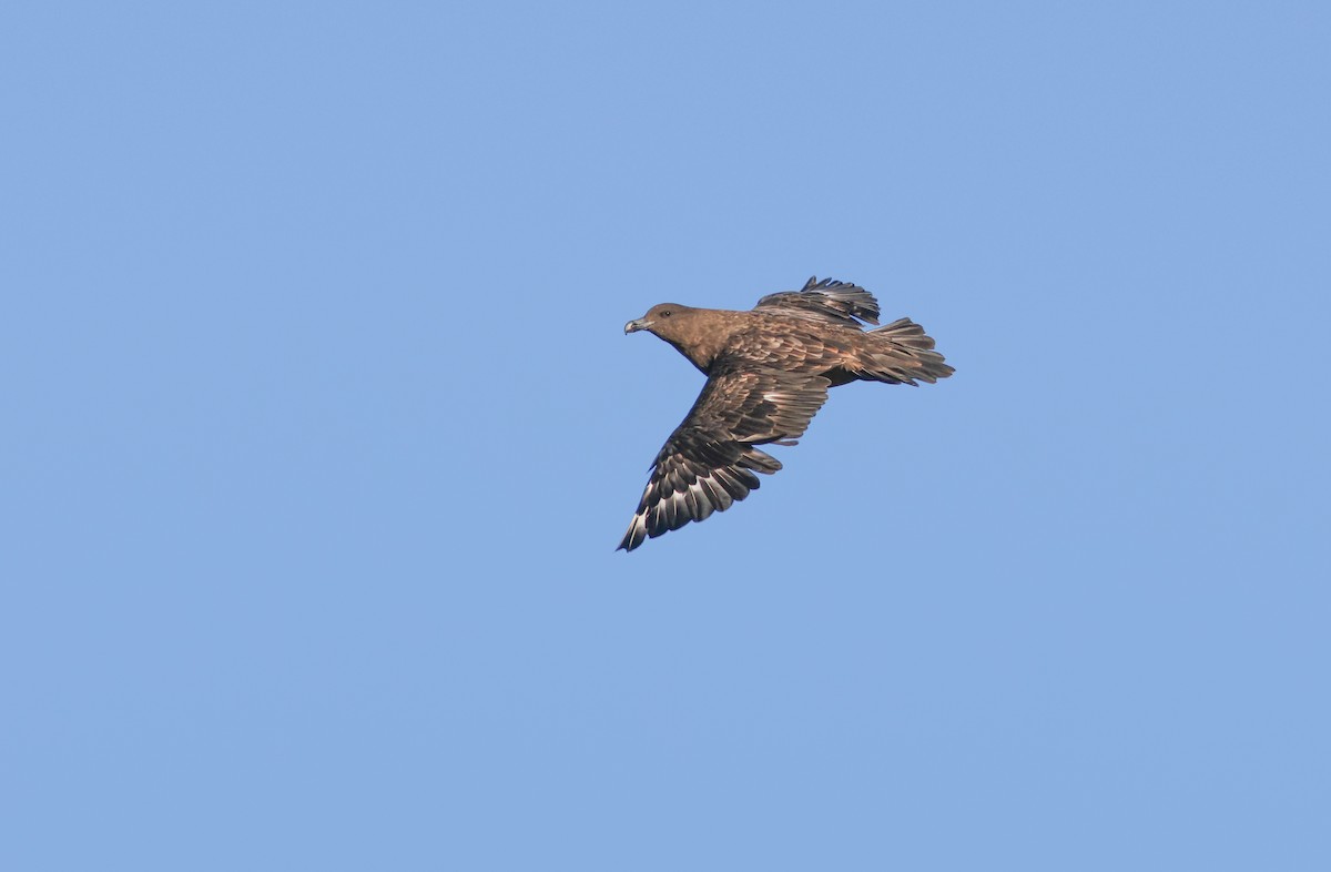 Brown Skua - ML621698908