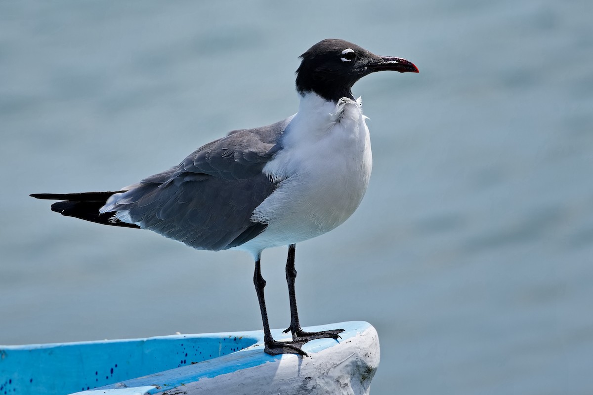 Laughing Gull - ML621699050