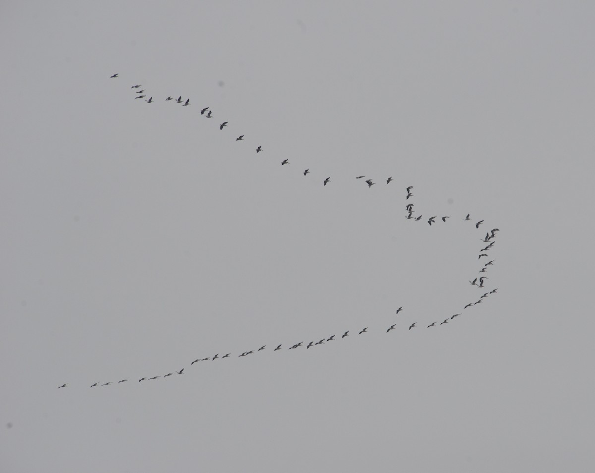 Great White Pelican - ML621699066